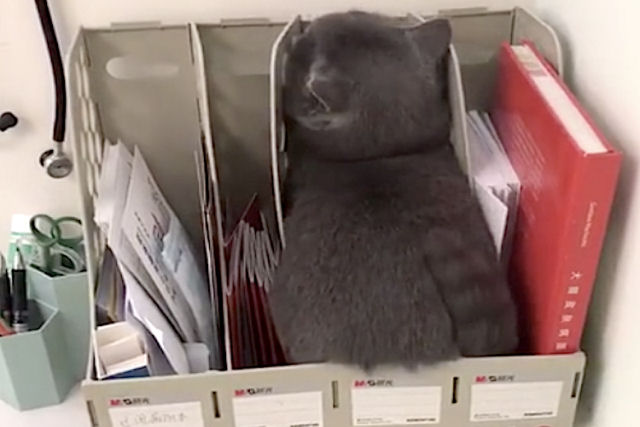 Gato cinzento tenta se esconder do veterinrio dentro de uma caixa em cima da mesa
