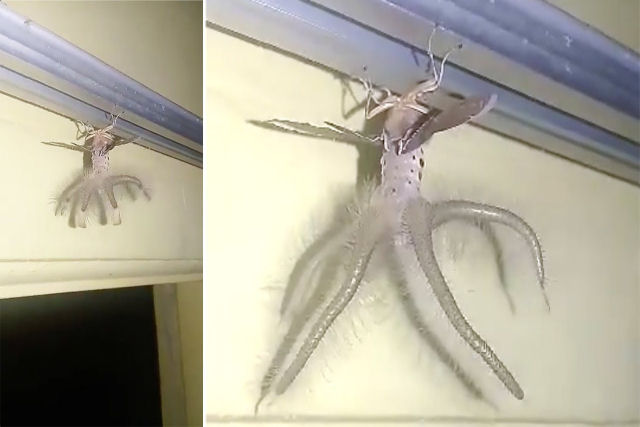 Homem grava uma incomum criatura com asas e tentculos que entrou em sua casa