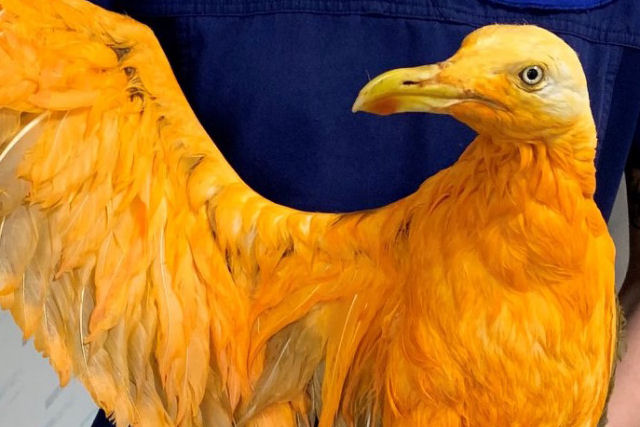 A resposta ao enigma desta exótica gaivota laranja está no curry
