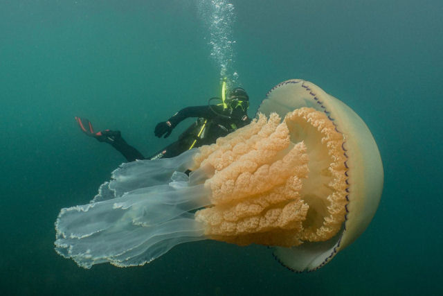 Mergulhadores encontram uma gua-viva gigante do tamanho de um humano