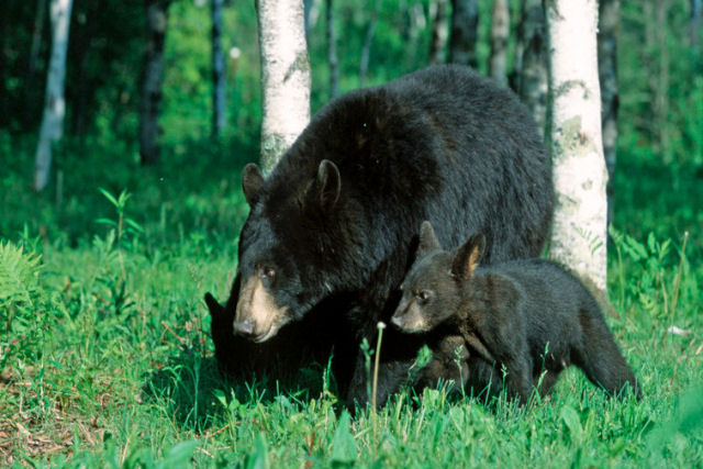 Ursa quase ataca um homem que queria se aproximar de seus filhotes