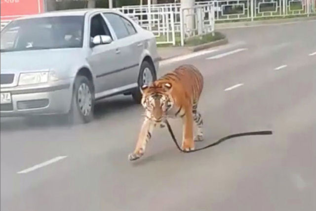 Tigre escapa de um conversvel na Rssia e tenta fugir pela rua