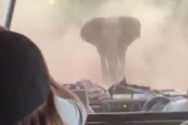 O momento exato em que um elefante furioso ataca o safri de um grupo de turistas