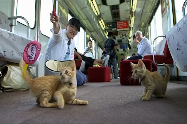 Ferrovia japonesa hospeda a primeira cafeteria felina em movimento do mundo