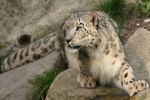 Registram uma famlia de leopardos da neve, um dos predadores mais esquivos do mundo