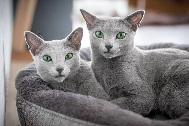 Gatas azuis russas compartilham os mais fascinantes olhos verdes