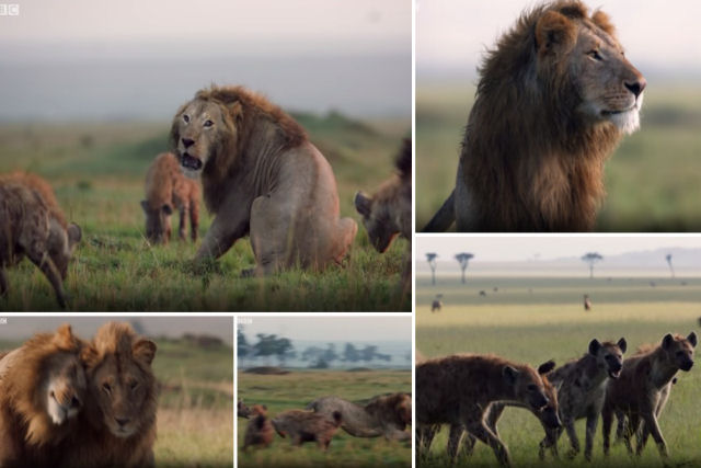 Um leo contra 20 hienas, quem ganha esta pica batalha da vida selvagem?