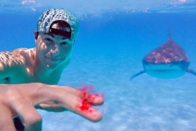 Youtuber testa em águas infestadas de tubarões se podem cheirar uma gota de sangue humano
