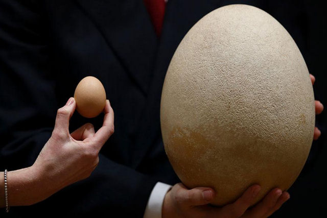 Este  o maior ovo de ave do mundo
