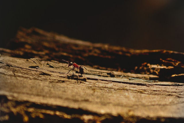 Capturam em cmera lenta o instante em que algumas formigas transmitem seu doloroso veneno