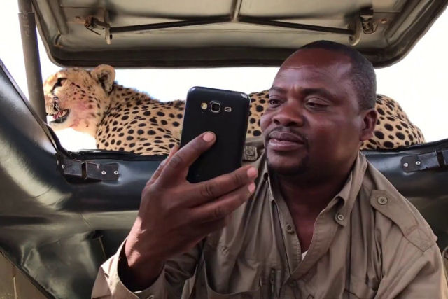 Fazendo uma selfie com um guepardo selvagem