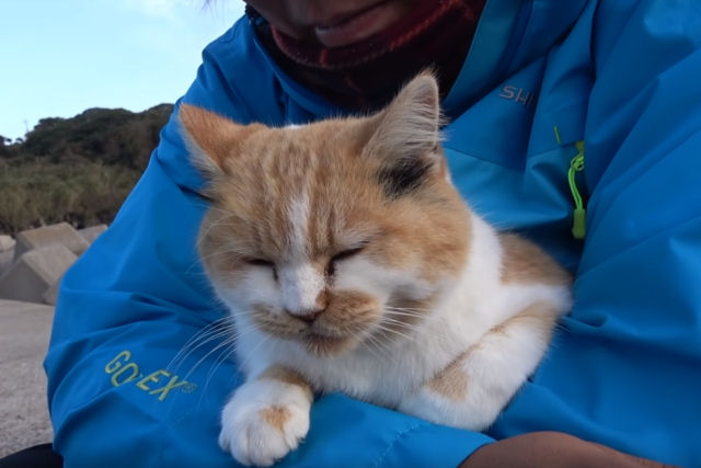 Marimo, a dcil gatinha de rua que acabou sendo adotada