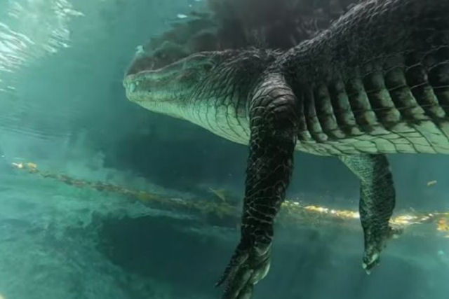 Temerrio grava-se nadando debaixo um enorme crocodilo na Flrida