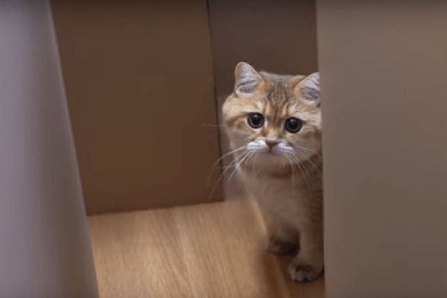 Gato esperto encontra o caminho para sair de um labirinto estranho