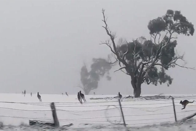 No  algo que vemos todos os dias: cangurus saltam na neve depois de uma incomum onda de frio na Austrlia