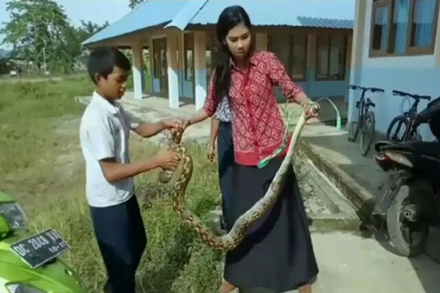 Professora indonésia captura com suas próprias mãos uma píton que desconcentrava seus alunos