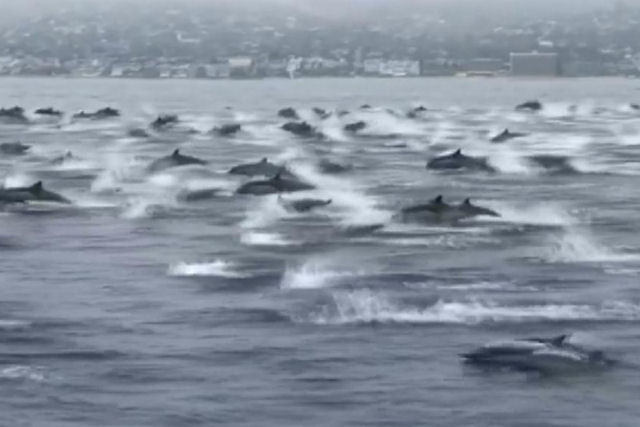 Registram uma grande debandada de golfinhos na Califrnia