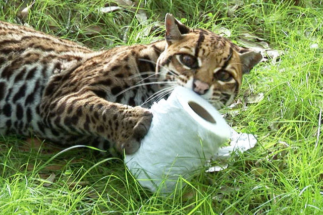 Ser que gatos selvagens tambm gostam de rolos de papel higinico?