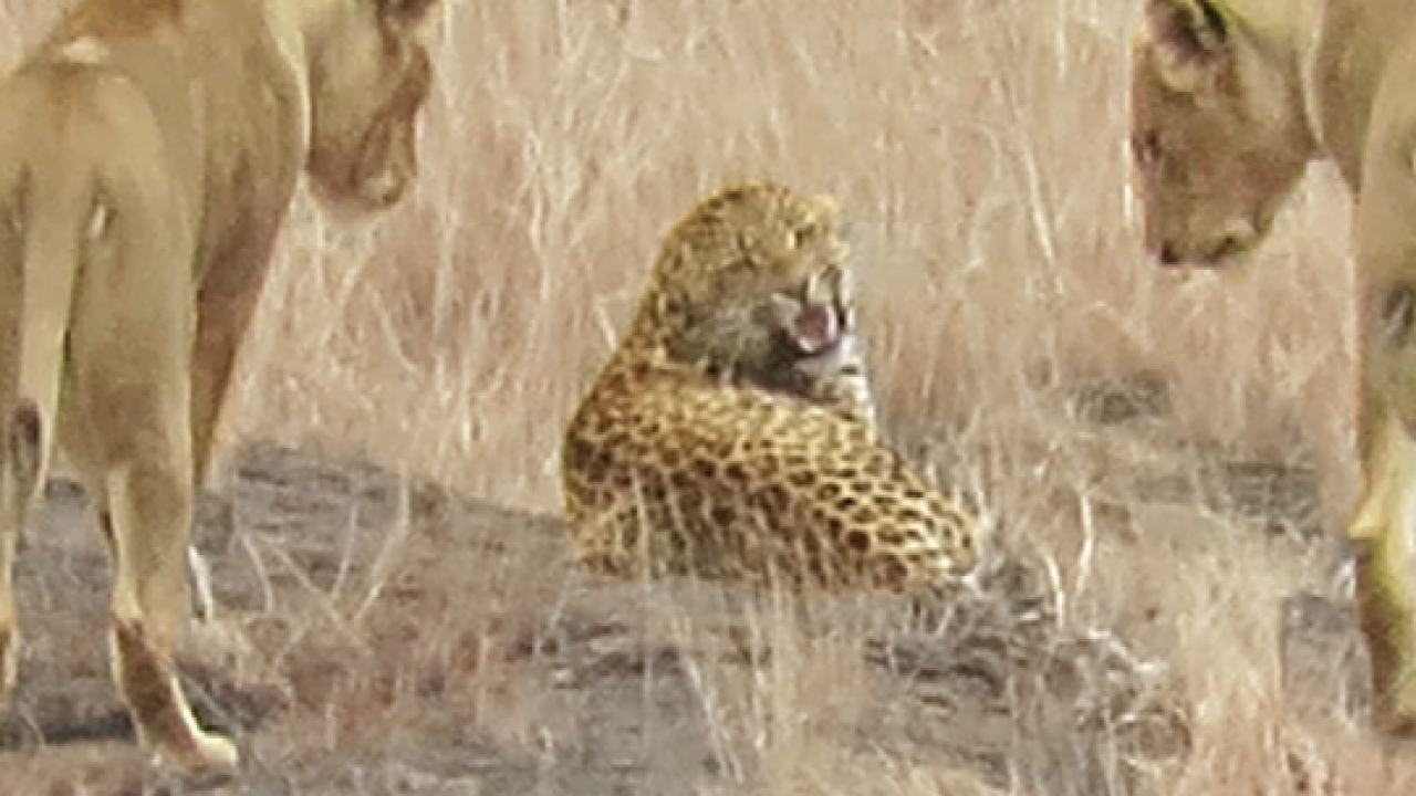 Leopardo distrai uma alcateia de leões para escapar