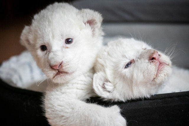 Nascem dois filhotes de leo branco na Frana