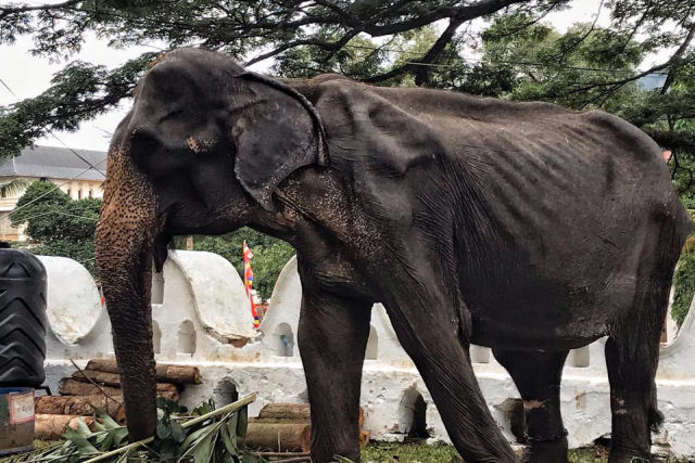 A imagem de uma desnutrida elefanta, obrigada a desfilar no Sri Lanka, comove o mundo