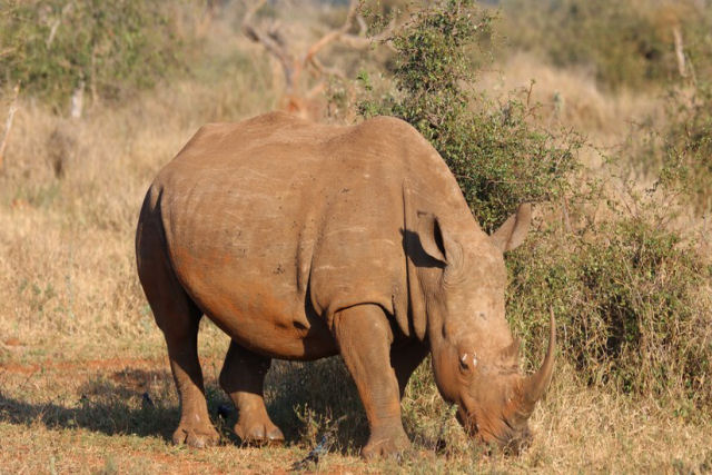 Rinoceronte persegue jipe de safri na frica do Sul