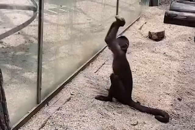 Macaco quebra o vidro de seu recinto com uma rocha em um zoolgico na China