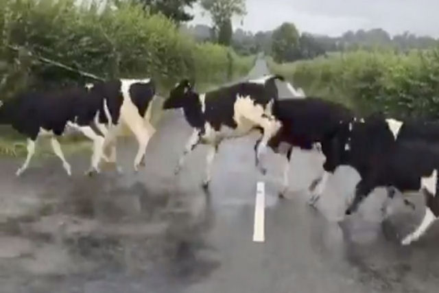 Estranho! Vacas confusas saltam faixa enquanto atravessam estrada