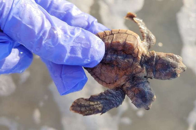 Encontram um filhote de tartaruga de duas cabeças em uma praia da Carolina do Sul