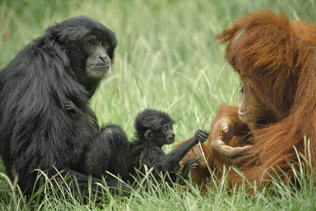 Que fofura: filhote de gibão descobre uma tia em uma orangotango