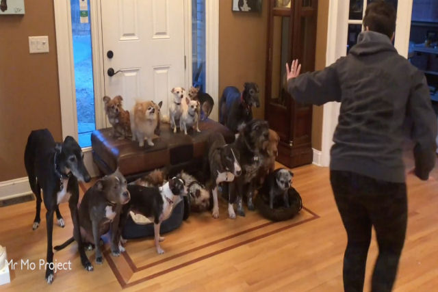 Um casal com 17 cães mostra como os organizam para uma foto de família