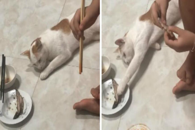 Gato se finge de sonso para roubar a comida alheia