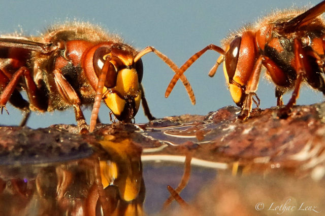 Fascinante gravao em macro de vespas em cmera lenta