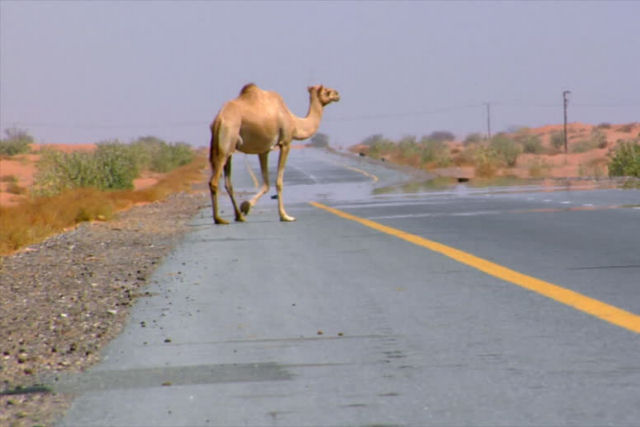 Russa galopa em um camelo para evitar engarrafamentos durante o horário de pico