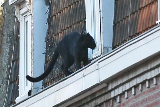 Pantera negra perambula pelos telhados de um povoado francs qual gato de rua