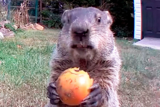 Dono de horta transforma marmota ladra de hortalias em estrela do Instagram