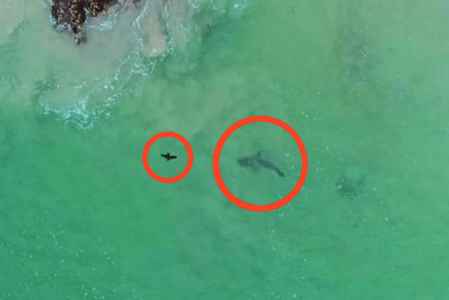 O violento ataque de um tubaro branco a um leo-marinho visto de um drone
