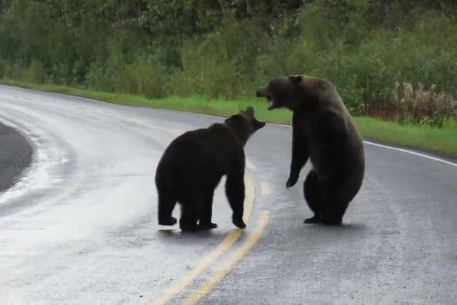 Canadense registra uma selvagem briga entre dois ursos no meio da estrada
