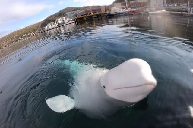 Beluga rouba uma GoPro de um caiaquista e depois a recupera no fundo do mar para devolv-la