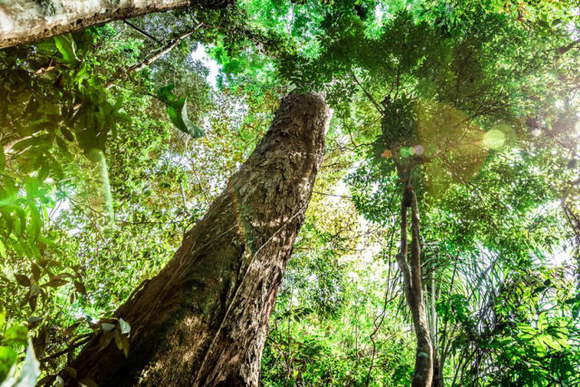 Pesquisadores descobrem a rvore mais alta da Amaznia