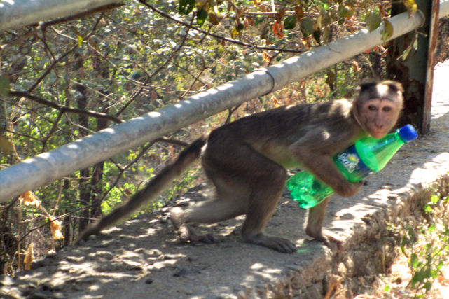 Reprter da BBC negocia com um macaco indiano que roubou seu iPhone