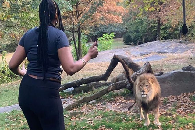 Mulher entrou no fosso de um leo em um zoo de Nova York para 'dom-lo'