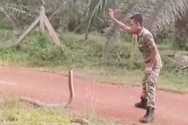 Soldado topa com a maior serpente venenosa do mundo e sua forma de domin-la tira o flego