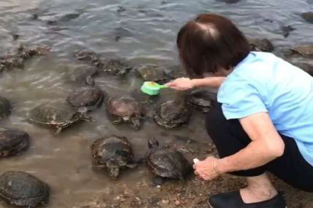 Tartarugas fazem fila para uma sesso de esfoliao quando percebem uma senhora com uma escova  beira do lago