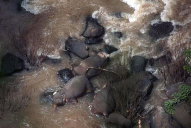 Seis elefantes morrem ao cair por uma cascata enquanto tentavam ajudar uns aos outros
