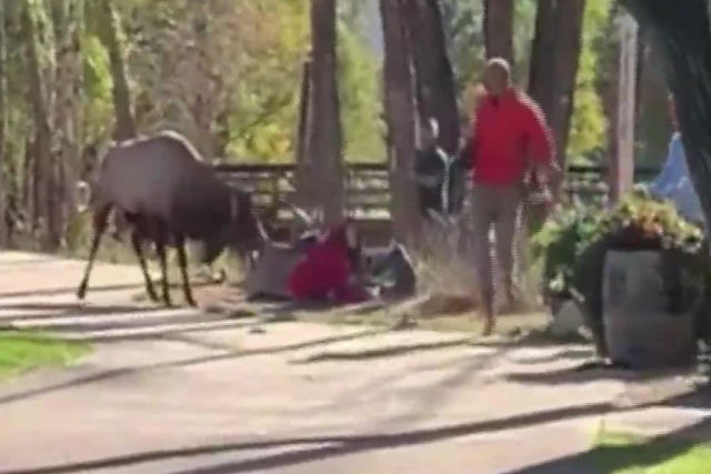 Alce enfurecido ataca uma mulher e um carro que tentava ajudar em um parque natural nos EUA