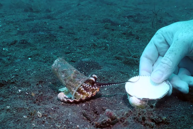 Mergulhador convence polvo teimoso a trocar um copo de plstico por uma concha protetora