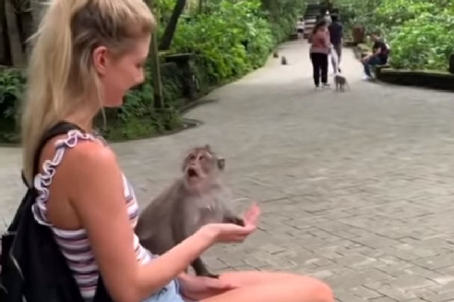 Turista, que fingia ter comida na mo, leva um tapa de macaco