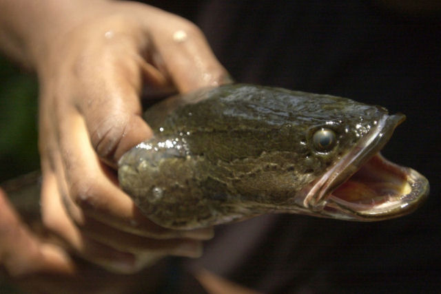 Autoridades americanas solicitam que cidados exterminem um peixe agressivo e capaz de sobreviver em terra