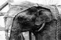Topsy, a elefanta que morreu na cadeira elétrica